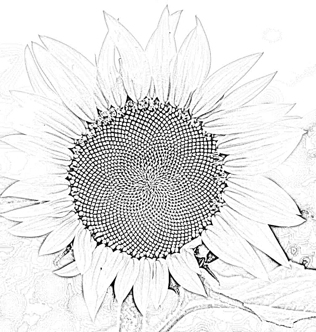 Portrait sketch example